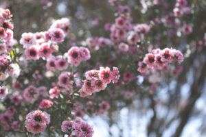 Raw Organic Manuka Honey-Manuka_flower