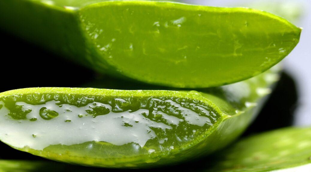 what are the uses of aloe vera-featured