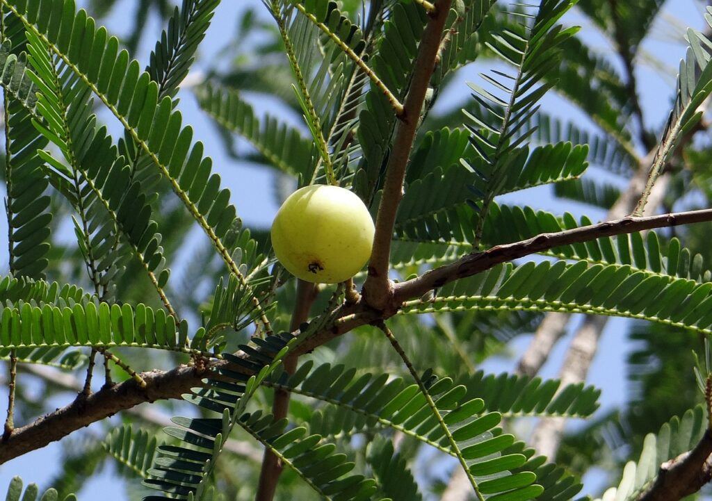 exotic fruit nutritional benefits-amla