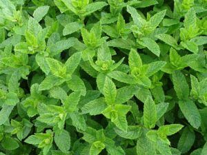 the_ritual_of_hammam_mint