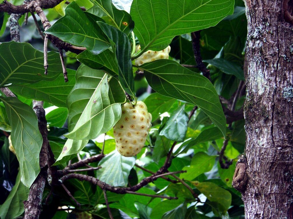 exotic fruit nutritional benefits-noni tree