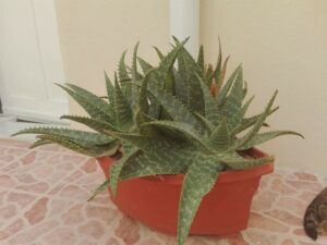 what are the uses of aloe vera-aloe plant