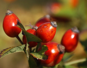 rosehip