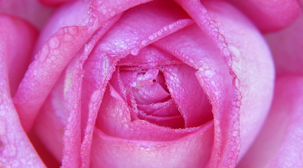 Best Uses for Essential Oils-beautiful rose