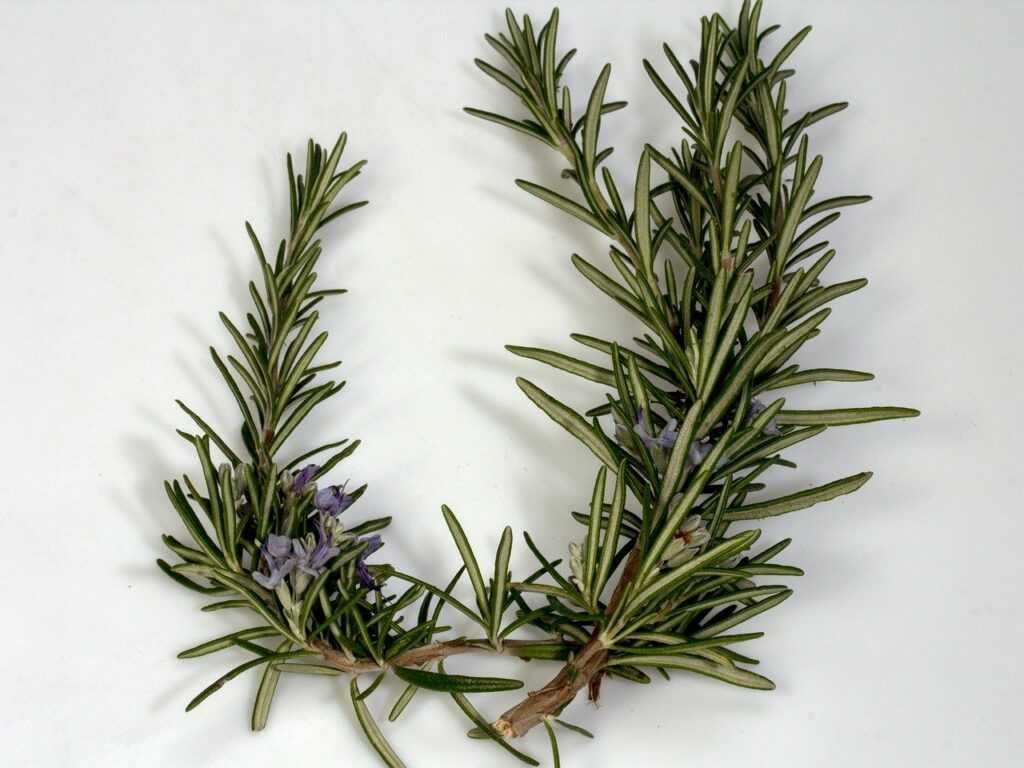 how-to-have-healthy-hair-naturally-rosemary