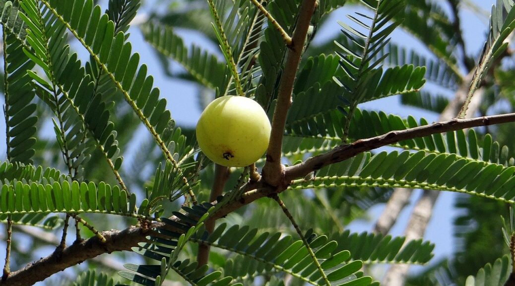 amla and it's benefits-indian gooseberry