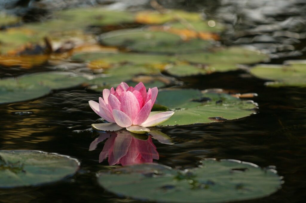 simple breathing exercises-lotus