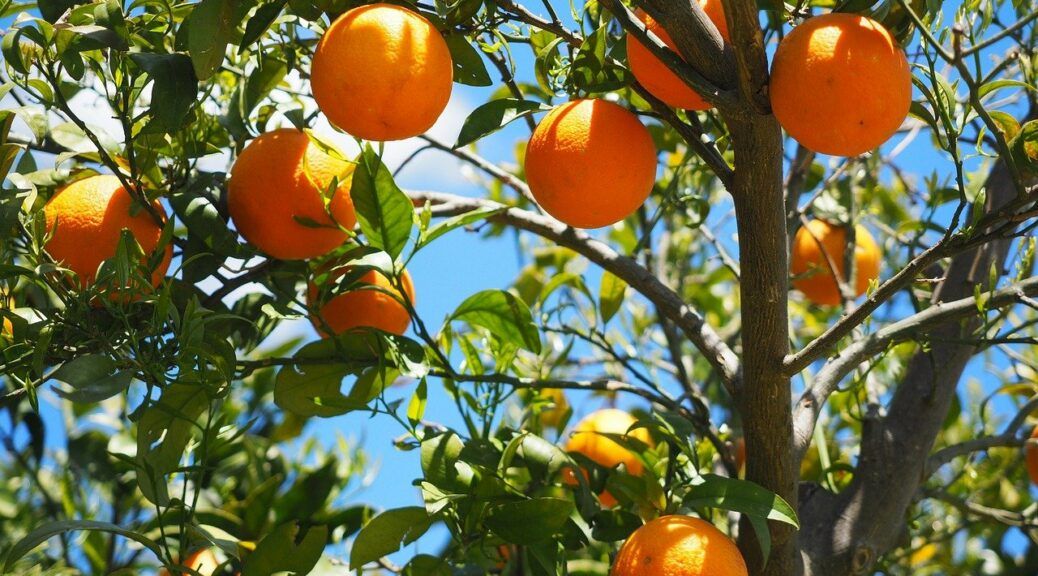 top 10 anti aging foods-oranges